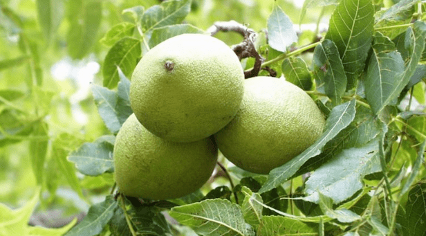 Cleaning of parasites with a walnut peel