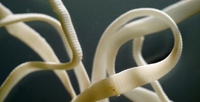 flat parasite from the human body